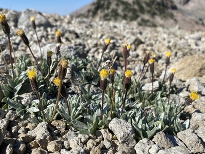 Raillardella argentea, photographed by Matt Berger