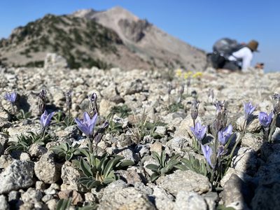 Campanula scabrella, photographed by Matt Berger