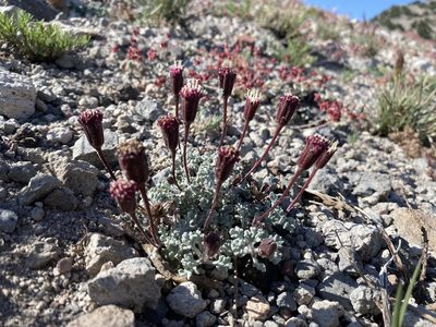 Chaenactis nevadensis, photographed by Matt Berger