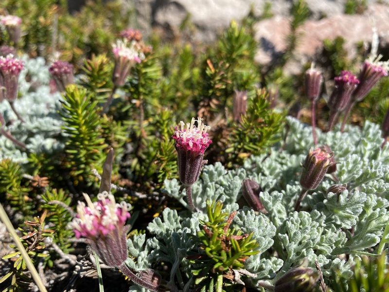 Chaenactis nevadensis, photographed by Matt Berger