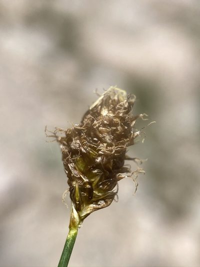 Carex breweri, photographed by Matt Berger