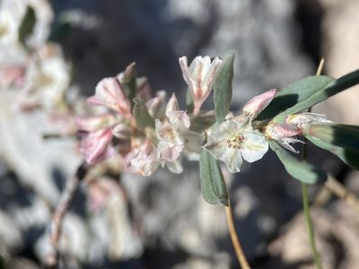Polygonum shastense, photographed by Matt Berger