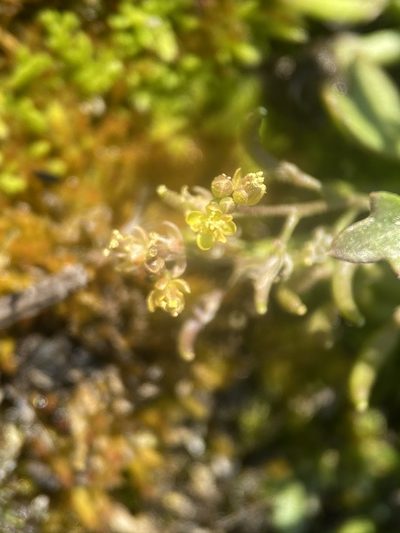 Rorippa curvisiliqua, photographed by Matt Berger