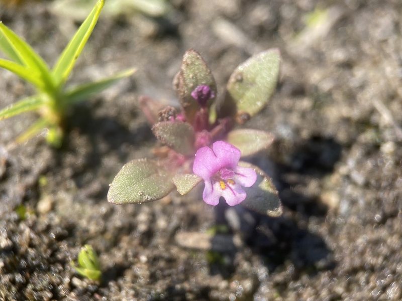 Diplacus jepsonii, photographed by Matt Berger