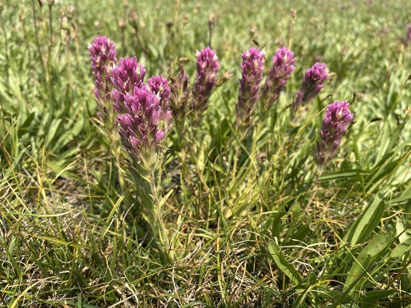 Castilleja lassenensis, photographed by Matt Berger