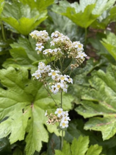 Boykinia major, photographed by Matt Berger