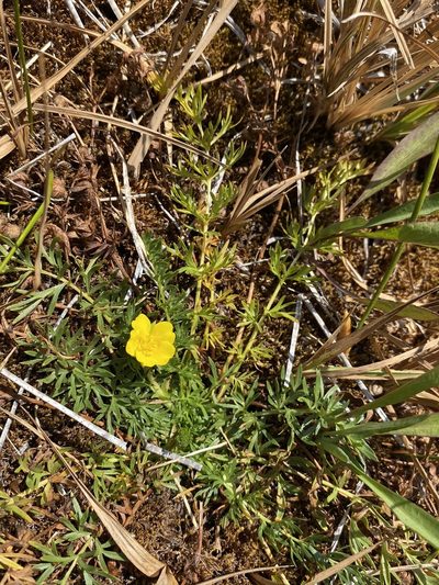 Potentilla millefolia, photographed by Matt Berger
