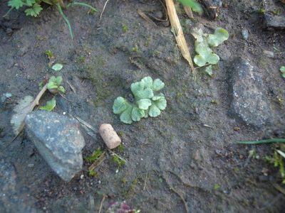 Riccia crystallina, photographed by Stephen Thorpe