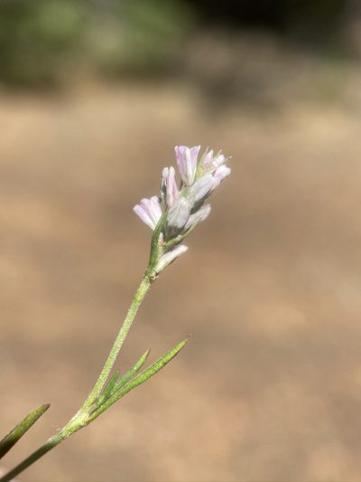 Polygonum spergulariiforme, photographed by Matt Berger