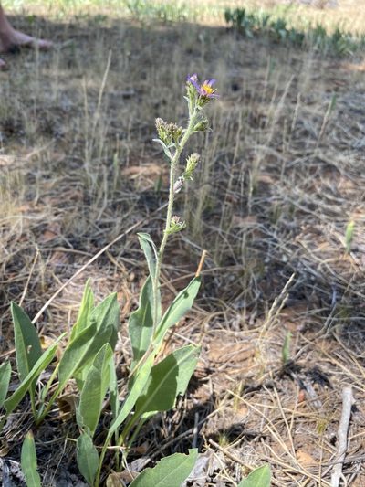 Eurybia integrifolia, photographed by Matt Berger