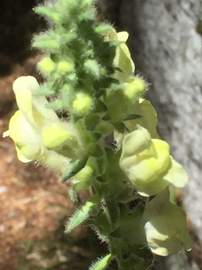 Antirrhinum meonanthum, photographed by Andre Hosper