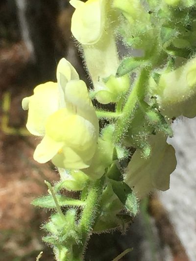 Antirrhinum meonanthum, photographed by Andre Hosper