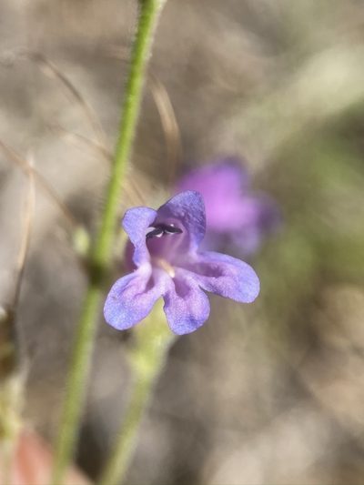 Penstemon gracilentus, photographed by Matt Berger