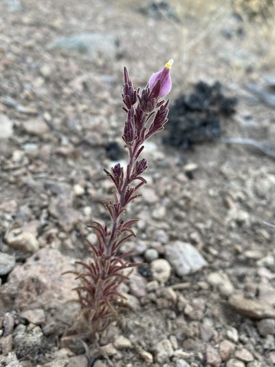 Cordylanthus parviflorus, photographed by Matt Berger