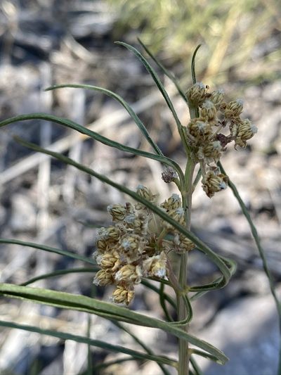 Asclepias rusbyi, photographed by Matt Berger