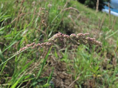 Eragrostis ciliaris, photographed by chiuluan