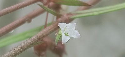 Scleromitrion diffusum, photographed by Ong Jyh Seng