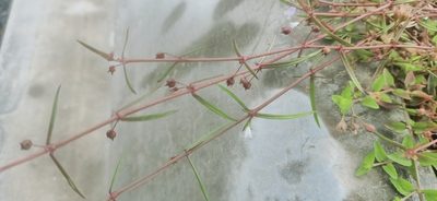 Scleromitrion diffusum, photographed by Ong Jyh Seng