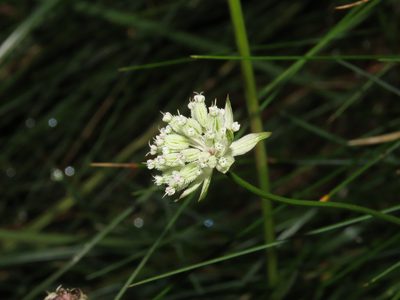 Astrantia minor, photographed by Emanuele Santarelli