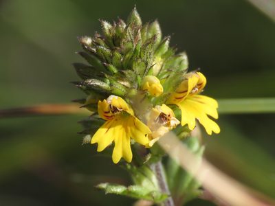 Euphrasia minima, photographed by Emanuele Santarelli