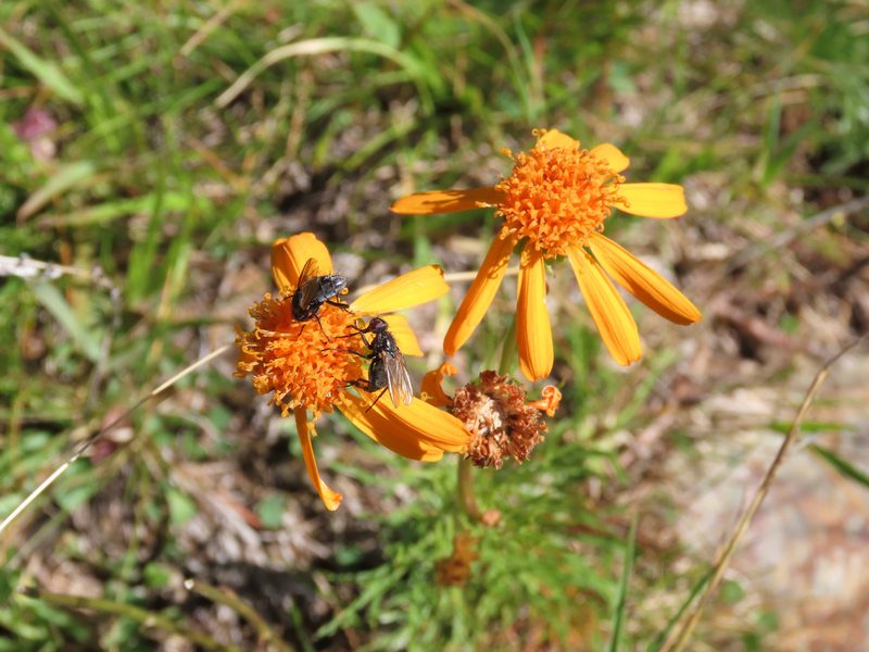 Jacobaea abrotanifolia, photographed by Emanuele Santarelli