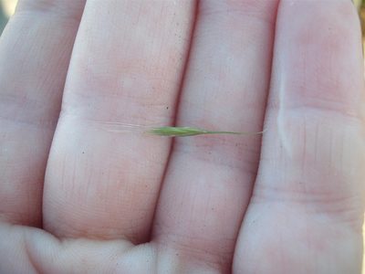 Festuca bromoides, photographed by Stephen Thorpe