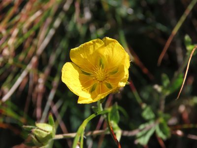 Potentilla grandiflora, photographed by Emanuele Santarelli