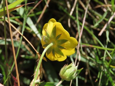 Potentilla grandiflora, photographed by Emanuele Santarelli
