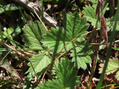 Potentilla grandiflora, photographed by Emanuele Santarelli