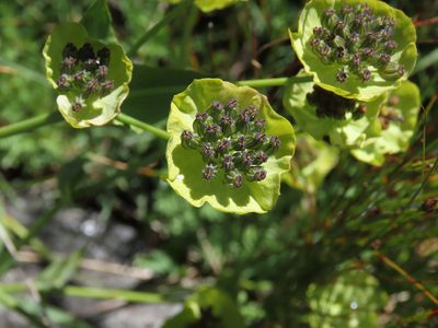 Bupleurum stellatum, photographed by Emanuele Santarelli