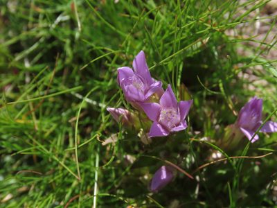 Gentianella anisodonta, photographed by Emanuele Santarelli