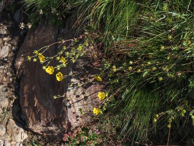 Potentilla grandiflora, photographed by Emanuele Santarelli