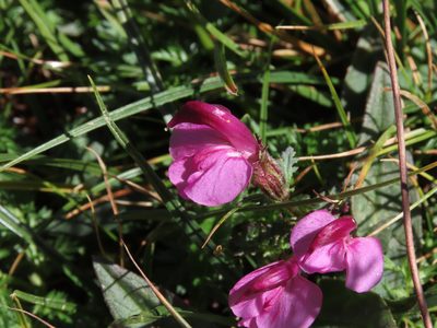 Pedicularis kerneri, photographed by Emanuele Santarelli