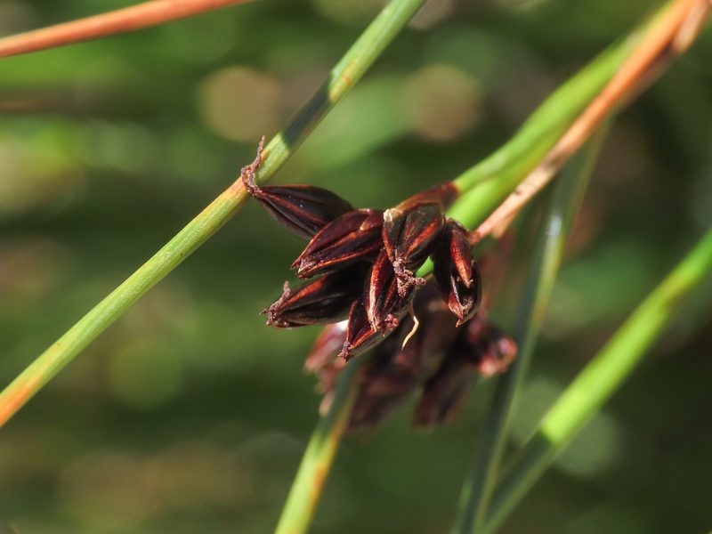 Juncus jacquinii, photographed by Emanuele Santarelli