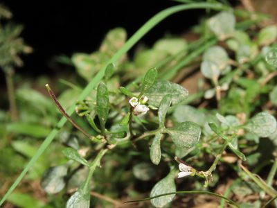 Cardamine resedifolia, photographed by Emanuele Santarelli
