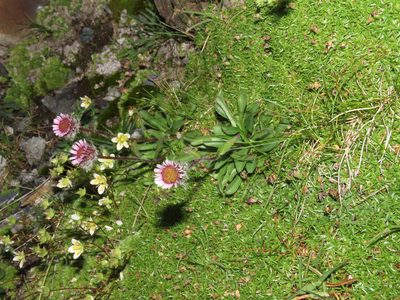Erigeron uniflorus, photographed by Emanuele Santarelli