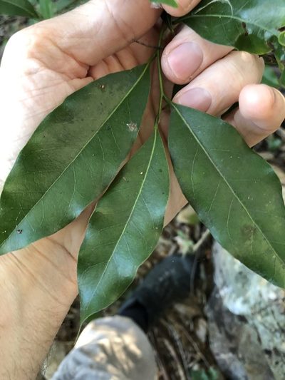 Cryptocarya bidwillii, photographed by Greg Tasney