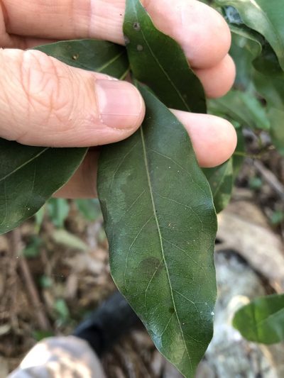 Cryptocarya bidwillii, photographed by Greg Tasney