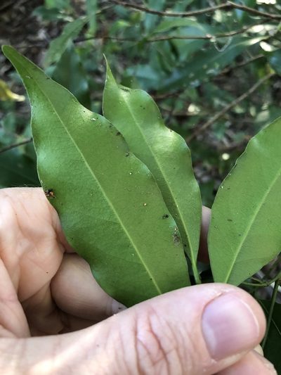 Cryptocarya bidwillii, photographed by Greg Tasney