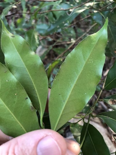 Cryptocarya bidwillii, photographed by Greg Tasney