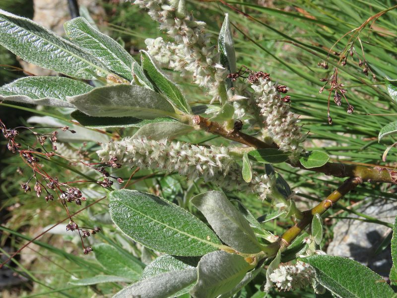Salix helvetica, photographed by Emanuele Santarelli
