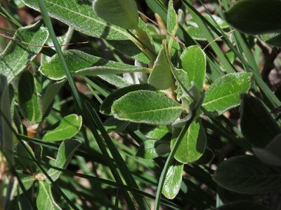 Salix helvetica, photographed by Emanuele Santarelli