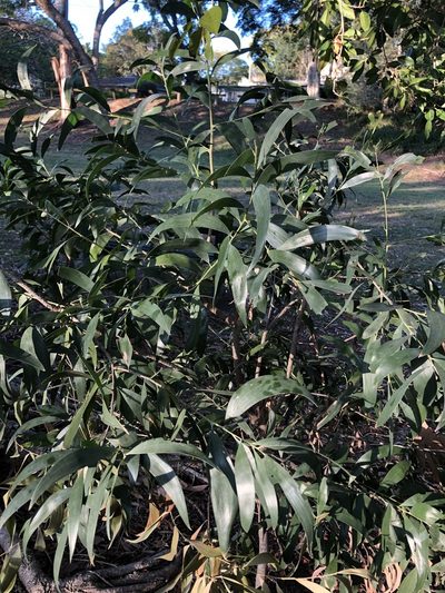 Acacia disparrima, photographed by Greg Tasney