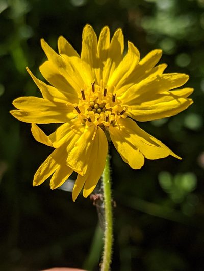 Kyhosia bolanderi, photographed by Alex Heyman