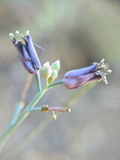 Streptanthus barbatus, photographed by Alex Heyman
