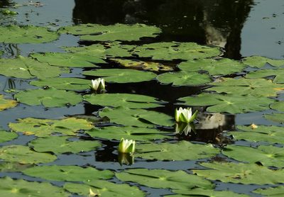 Nymphaea tetragona, photographed by Анна Васильченко