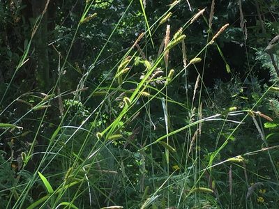 Carex laevigata, photographed by Andre Hosper