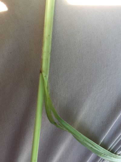 Carex laevigata, photographed by Andre Hosper