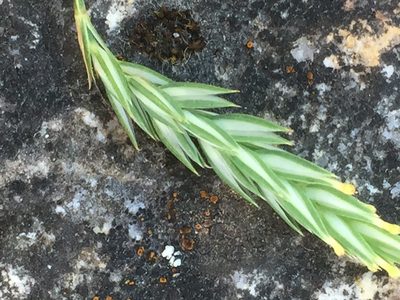 Crucianella angustifolia, photographed by Andre Hosper