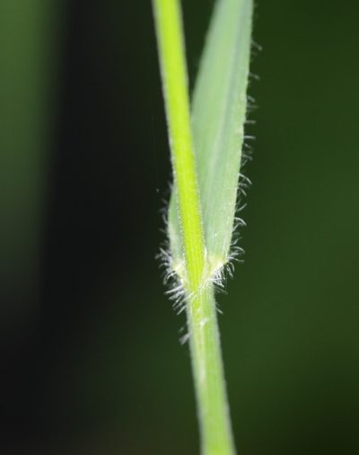 Bromus benekenii, photographed by Sigitas Juzėnas